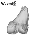 SK 1896 Paranthropus robustus right femur ply movie