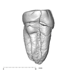 SK 18a Hominin LLP3 anterior