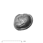SK 18a Hominin LLP3 apical