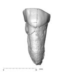 SK 18a Hominin LLP3 buccal