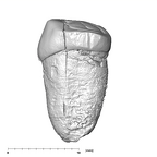SK 18a Hominin LLP3 distal