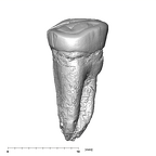 SK 18a Hominin LLP3 lingual