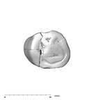 SK 18a Hominin LLP3 occlusal