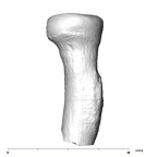 SK 18b Hominin left radius