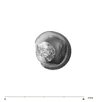 SK 18b Hominin left radius distal