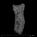 SK 18b Hominin left radius internal