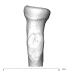 SK 18b Hominin left radius lateral
