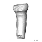 SK 18b Hominin left radius medial