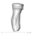 SK 18b Hominin left radius posterior