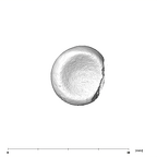 SK 18b Hominin left radius proximal