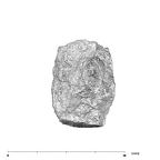 SK 19 Paranthropus robustus LRM2 apical