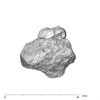SK 19 Paranthropus robustus LRM2 buccal