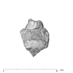 SK 19 Paranthropus robustus LRM2 distal