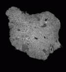 SK 19 Paranthropus robustus LRM2 gif