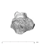 SK 19 Paranthropus robustus LRM2 lingual