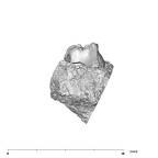 SK 19 Paranthropus robustus LRM2 mesial