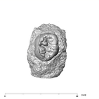 SK 19 Paranthropus robustus LRM2 occlusal