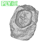 SK 19 Paranthropus robustus LRM2 ply