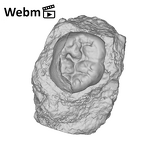 SK 19 Paranthropus robustus LRM2 ply movie