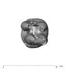 SK 1 Paranthropus robustus LLM2 apical