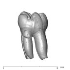 SK 1 Paranthropus robustus LLM2 buccal