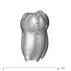 SK 1 Paranthropus robustus LLM2 distal