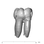 SK 1 Paranthropus robustus LLM2 lingual