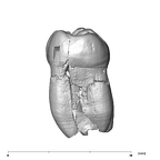 SK 1 Paranthropus robustus LLM2 mesial