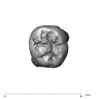 SK 1 Paranthropus robustus LLM2 occlusal