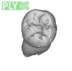 SK 1 Paranthropus robustus LLM2 ply