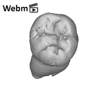 SK 1 Paranthropus robustus LLM2 ply movie