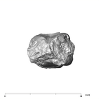 SK 20 Paranthropus robustus LLM1 apical