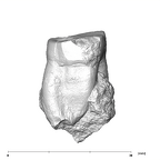 SK 20 Paranthropus robustus LLM1 distal