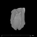 SK 20 Paranthropus robustus LLM1 internal