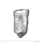 SK 20 Paranthropus robustus LLM1 lingual