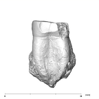 SK 20 Paranthropus robustus LLM1 mesial