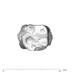 SK 20 Paranthropus robustus LLM1 occlusal