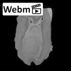 SK 20 Paranthropus robustus LLM1 ct stack movie