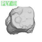 SK 20 Paranthropus robustus LLM1 ply