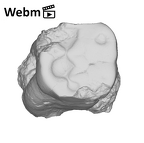 SK 20 Paranthropus robustus LLM1 ply movie