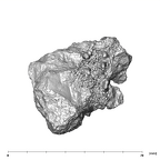 SK 21 Paranthropus robustus left maxilla apical