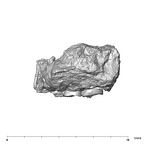 SK 21 Paranthropus robustus left maxilla buccal