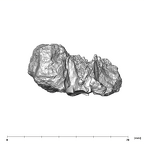 SK 21 Paranthropus robustus left maxilla distal