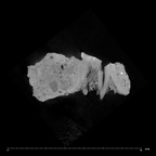 SK 21 Paranthropus robustus left maxilla internal