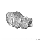 SK 21 Paranthropus robustus left maxilla lingual