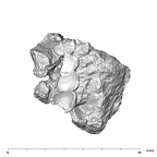 SK 21 P. robustus left maxilla