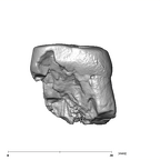 SK 21a Paranthropus robustus ULM3 anterior