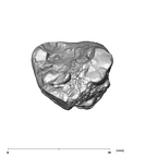 SK 21a Paranthropus robustus ULM3 apical