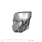 SK 21a Paranthropus robustus ULM3 buccal