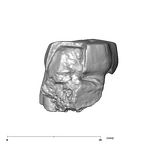 SK 21a Paranthropus robustus ULM3 distal